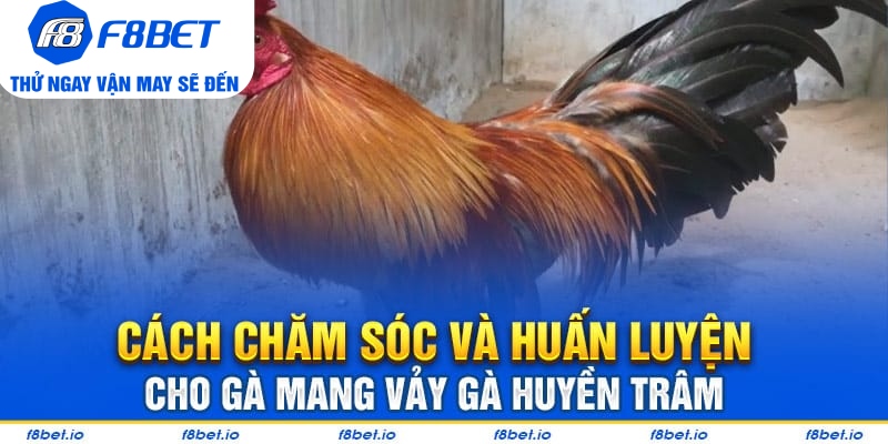 Những cách xem vảy gà huyền trâm dành cho người mới