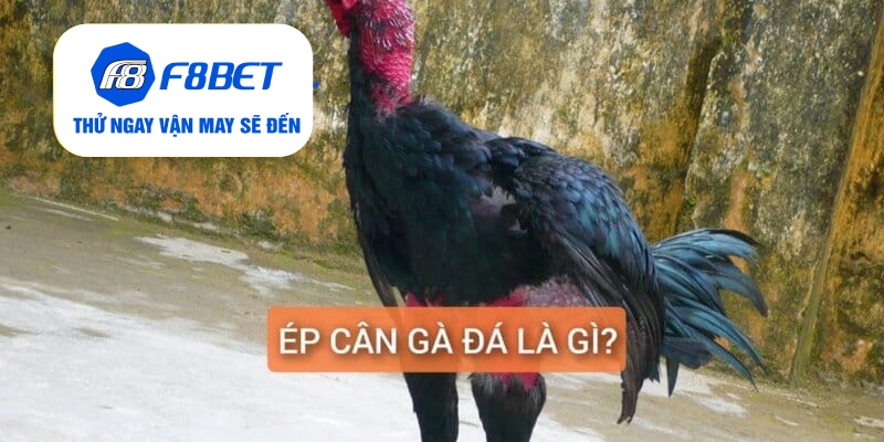 Thế nào là ép cân gà chọi?